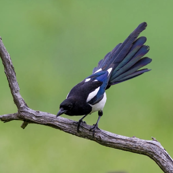The Bluestocking - the one with the Christmas stocking