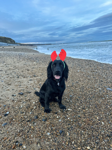 Adolescent Dog Survival Thread - Bark the Herald, furry angels sing!