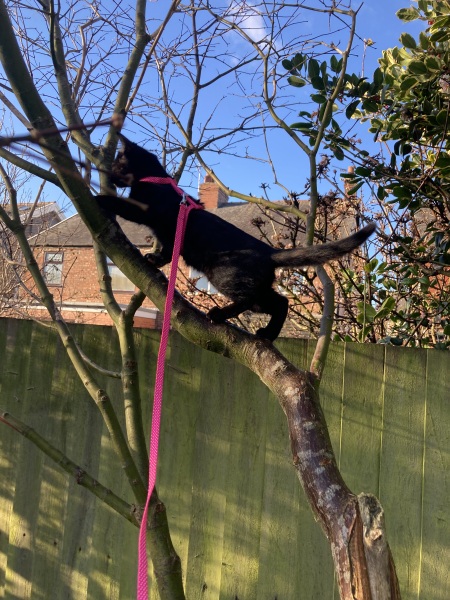 Ragdolls desperate to go outside
