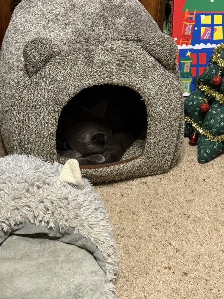 Tinsel, Glitter and Baubles - the Excellent Cats prepare to knock Everything off your Christmas Tree