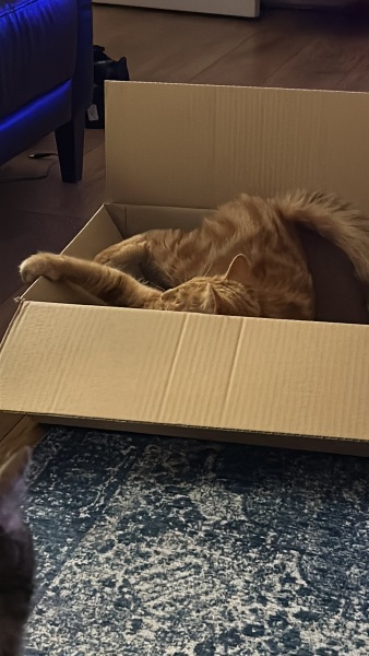 What perfectly ordinary places have you found your cat?