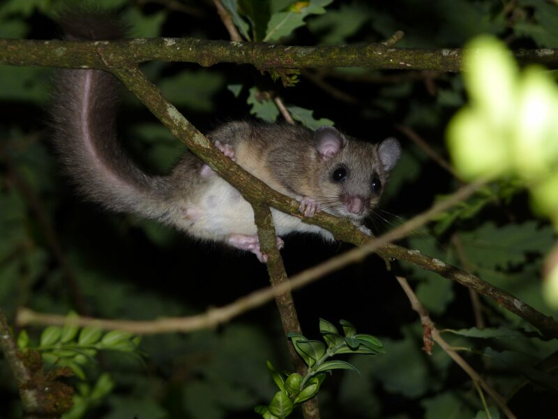 Bluestocking: the one where Boiled gets to the bar first!