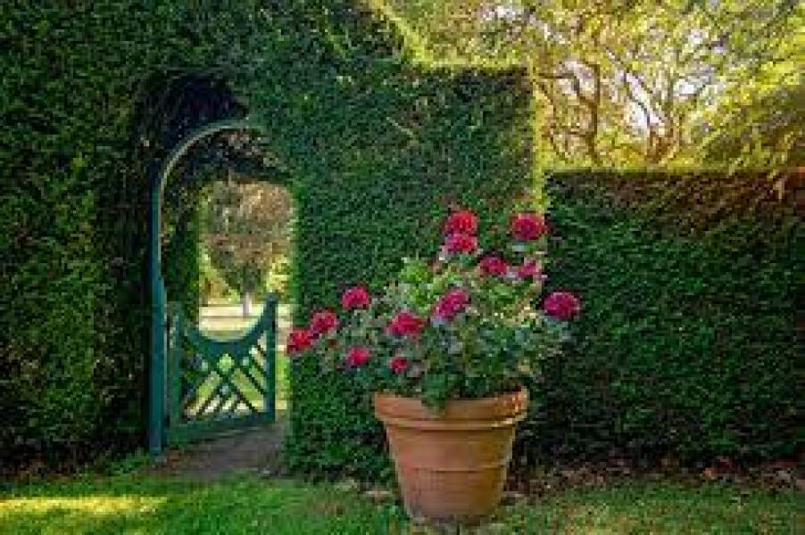 What to do with garden