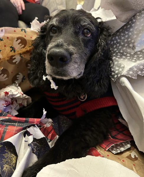 how has your dog been over the festivities?