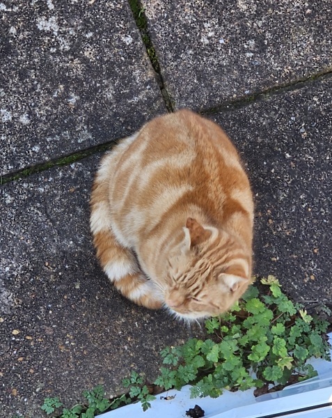 Tinsel, Glitter and Baubles - the Excellent Cats prepare to knock Everything off your Christmas Tree