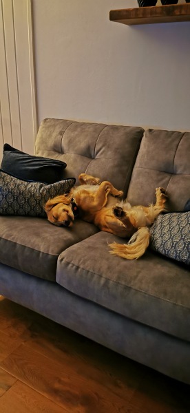 This bloody dog will be the death of me