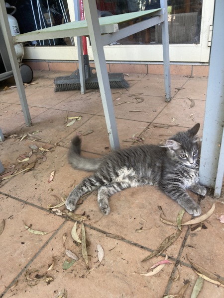 Enter Cat Four