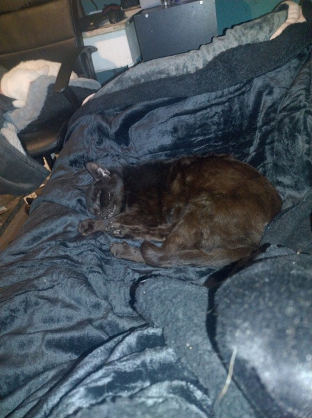 Tinsel, Glitter and Baubles - the Excellent Cats prepare to knock Everything off your Christmas Tree