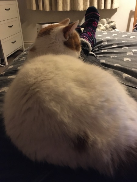 Tinsel, Glitter and Baubles - the Excellent Cats prepare to knock Everything off your Christmas Tree