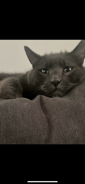 What perfectly ordinary places have you found your cat?