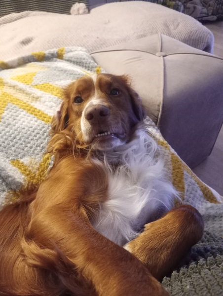 Adolescent Dog Survival Thread - Bark the Herald, furry angels sing!