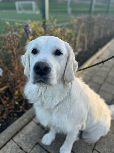 2025 is our year for getting a dog. But what breed and from where?