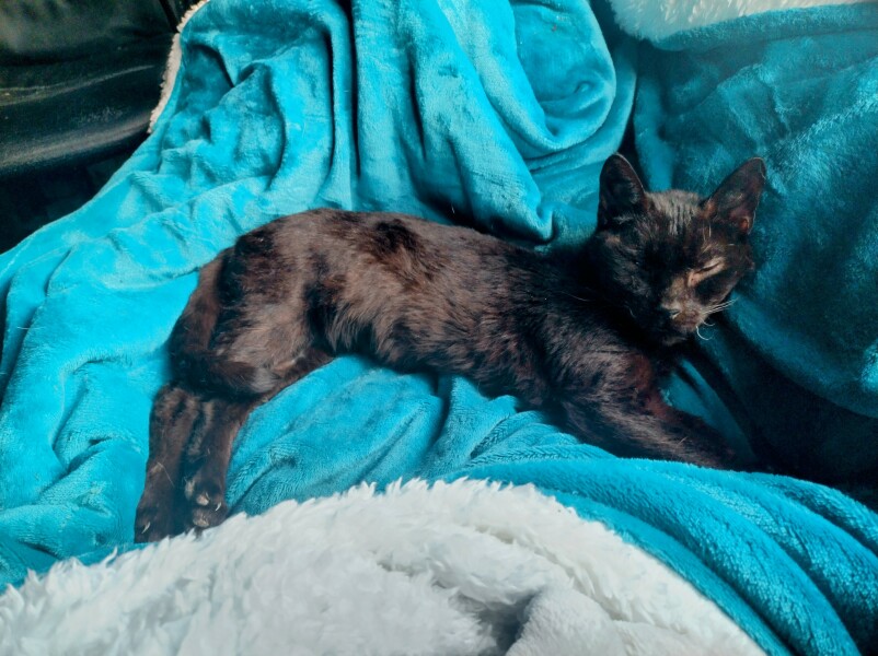 Tinsel, Glitter and Baubles - the Excellent Cats prepare to knock Everything off your Christmas Tree