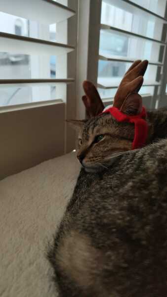 Tinsel, Glitter and Baubles - the Excellent Cats prepare to knock Everything off your Christmas Tree