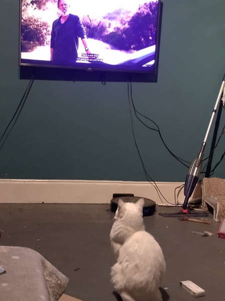 Tinsel, Glitter and Baubles - the Excellent Cats prepare to knock Everything off your Christmas Tree