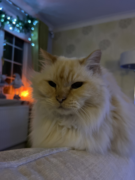 Tinsel, Glitter and Baubles - the Excellent Cats prepare to knock Everything off your Christmas Tree