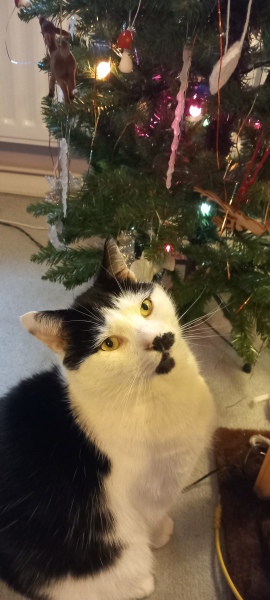 Tinsel, Glitter and Baubles - the Excellent Cats prepare to knock Everything off your Christmas Tree