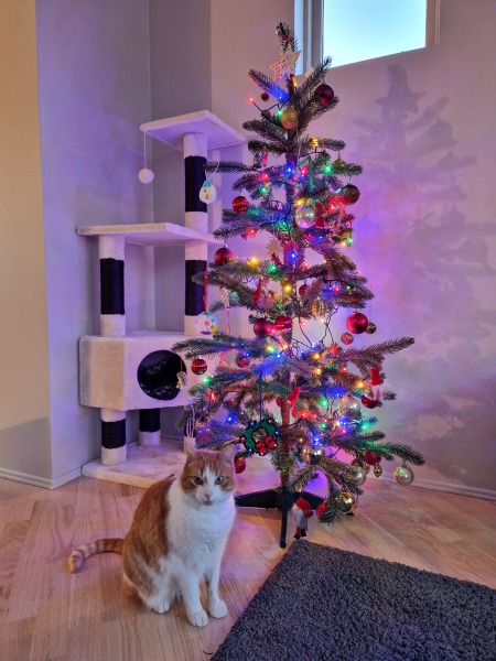 Tinsel, Glitter and Baubles - the Excellent Cats prepare to knock Everything off your Christmas Tree