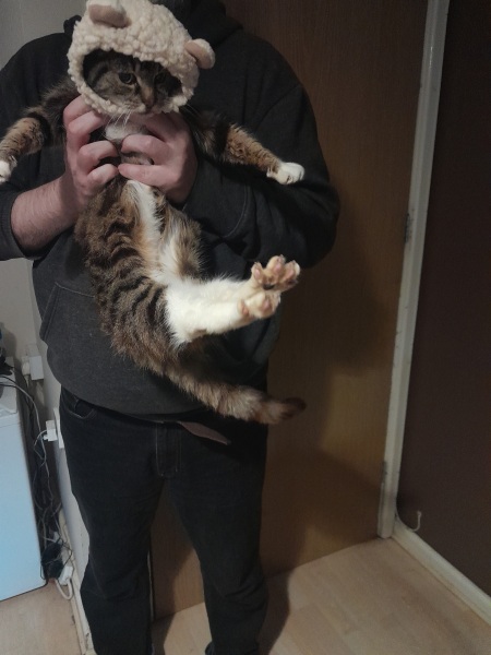 Who wants to see a cat in a hat?