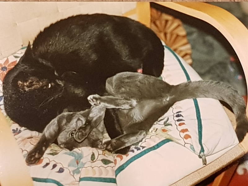 Tinsel, Glitter and Baubles - the Excellent Cats prepare to knock Everything off your Christmas Tree