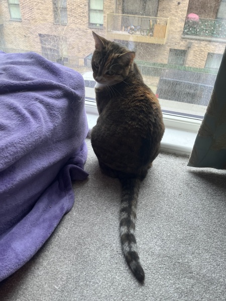 Ring Out, Wild Bells! As 2025 approaches, the Excellent Cats raise their game with a discussion on Tennyson's poetry