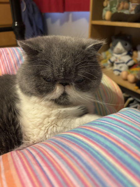 Magnificent Moustaches