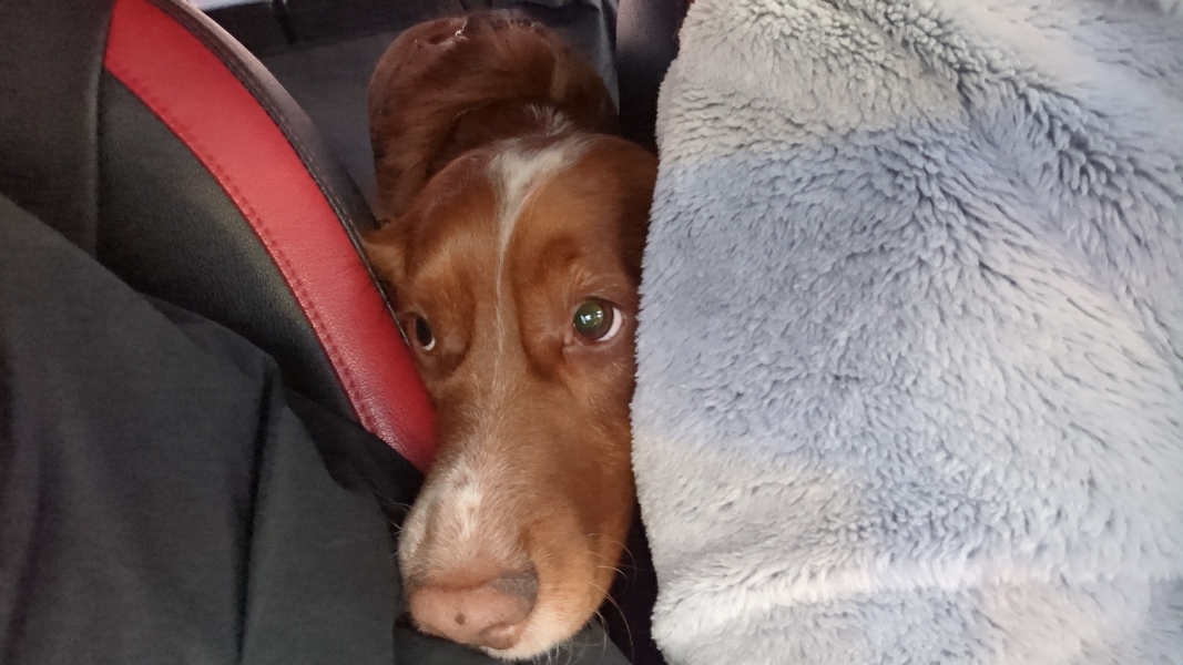 Adolescent Dog Survival Thread - Bark the Herald, furry angels sing!