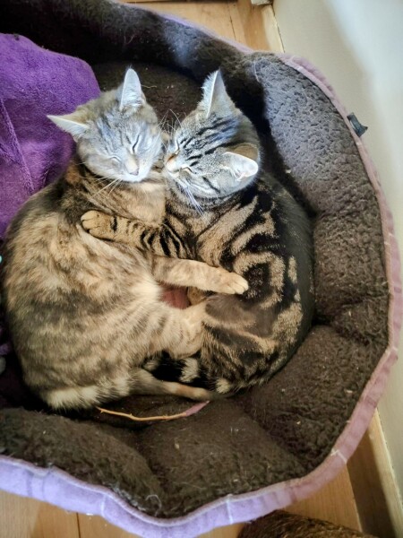 What would you call two girls?