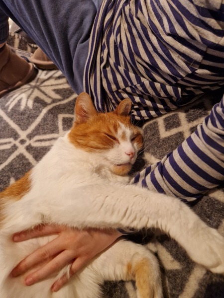 Tinsel, Glitter and Baubles - the Excellent Cats prepare to knock Everything off your Christmas Tree