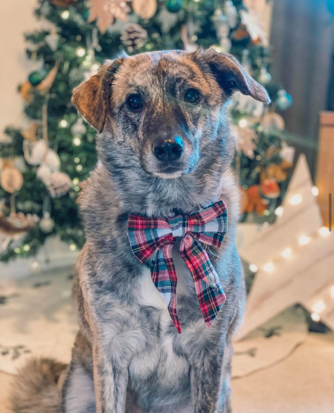 Christmas dog of the month: Share your festive dog photos & win a £100 prize bundle!
