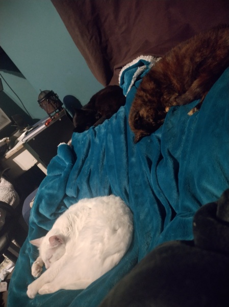 Tinsel, Glitter and Baubles - the Excellent Cats prepare to knock Everything off your Christmas Tree