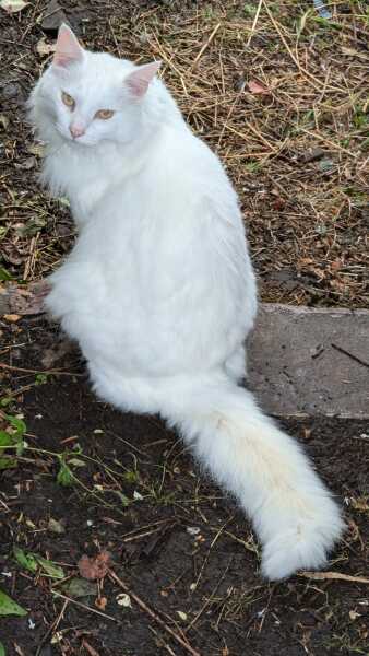 White cats yay or nay?