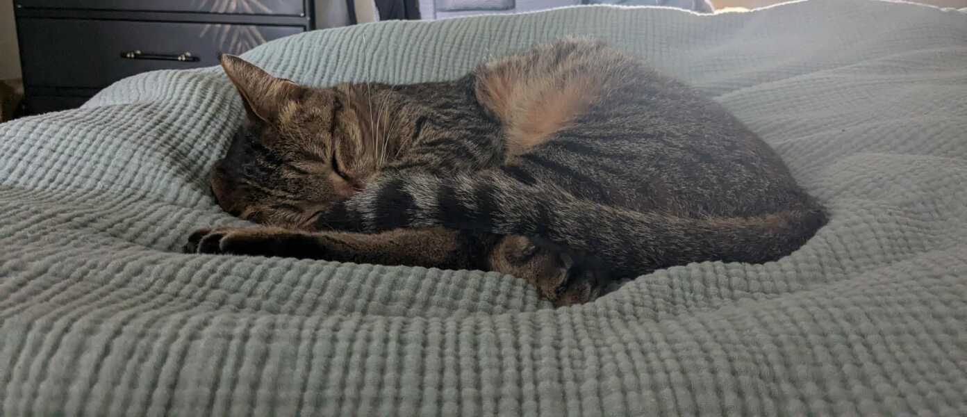 Tinsel, Glitter and Baubles - the Excellent Cats prepare to knock Everything off your Christmas Tree