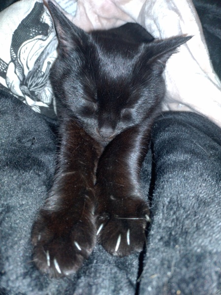 Tinsel, Glitter and Baubles - the Excellent Cats prepare to knock Everything off your Christmas Tree