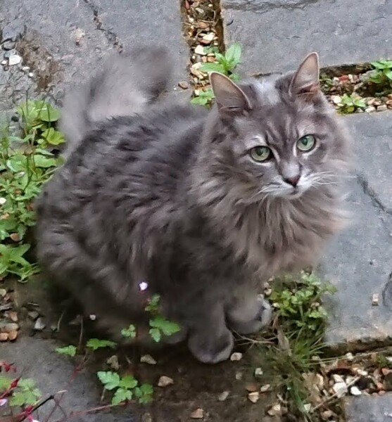 My cat has broken her foreleg :'(