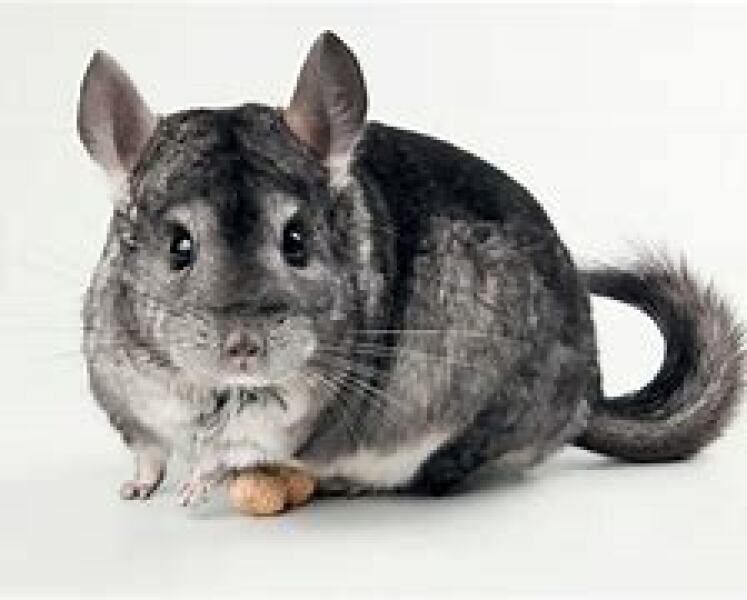 Bluestocking: the one where Boiled gets to the bar first!