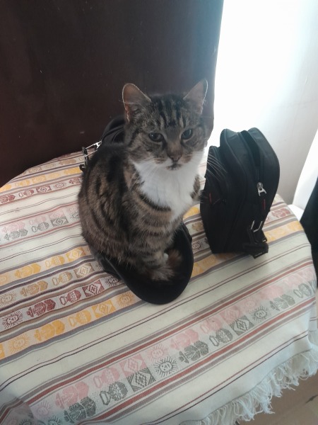Who wants to see a cat in a hat?
