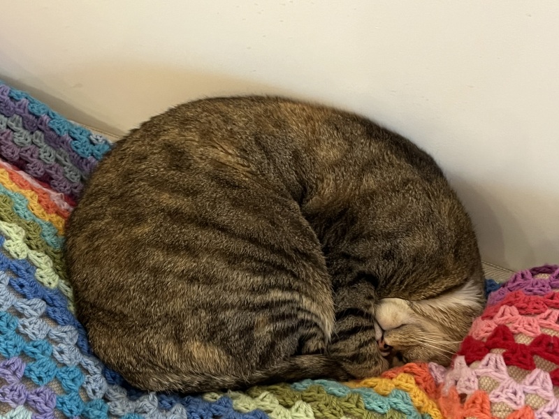 Tinsel, Glitter and Baubles - the Excellent Cats prepare to knock Everything off your Christmas Tree