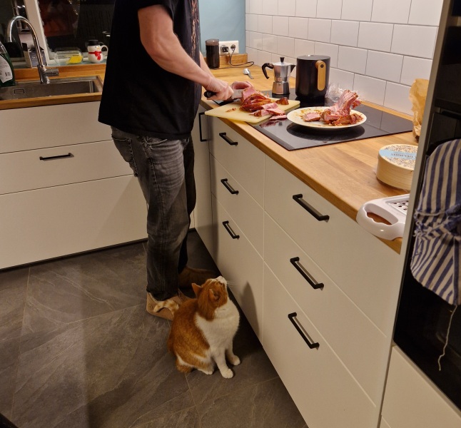 Tinsel, Glitter and Baubles - the Excellent Cats prepare to knock Everything off your Christmas Tree