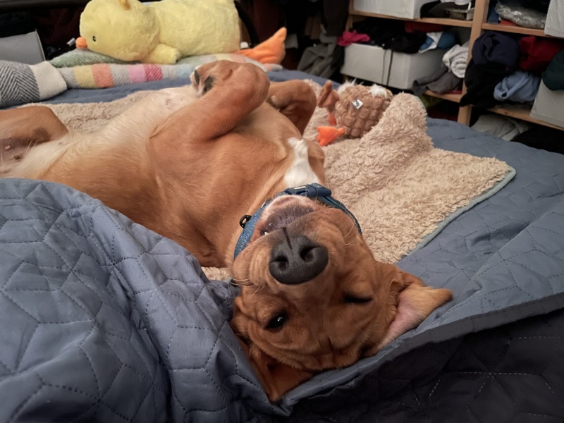 Adolescent Dog Survival Thread - Bark the Herald, furry angels sing!