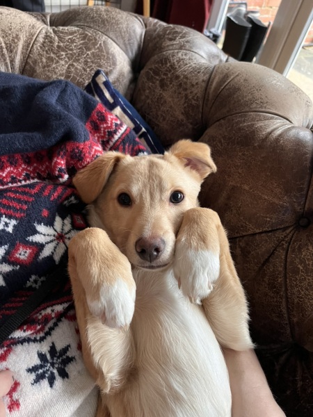 Help name this puppy please