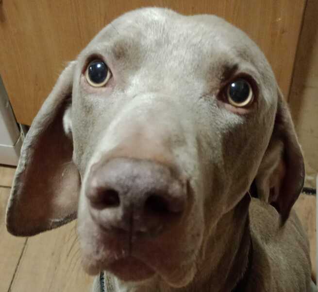 Which dog breeds is best?