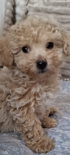 Can you help name my puppy, please? (Girl)
