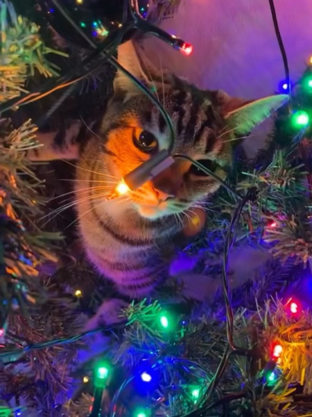 Tinsel, Glitter and Baubles - the Excellent Cats prepare to knock Everything off your Christmas Tree