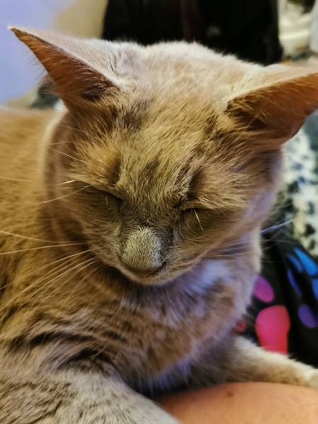 "Sludgy" bladder - anyone else's cat had this?