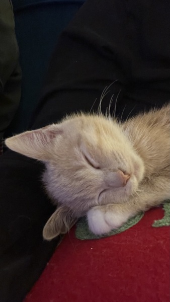 My only plan for today is to not move from the sofa. Anyone care to join me?