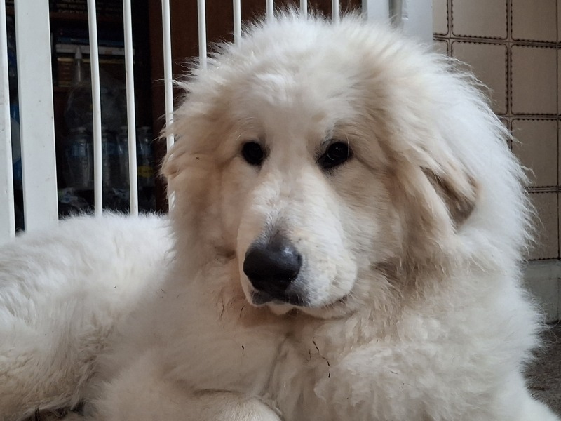 Adolescent Dog Survival Thread - Bark the Herald, furry angels sing!