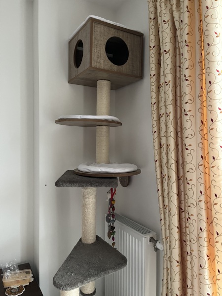 Tinsel, Glitter and Baubles - the Excellent Cats prepare to knock Everything off your Christmas Tree