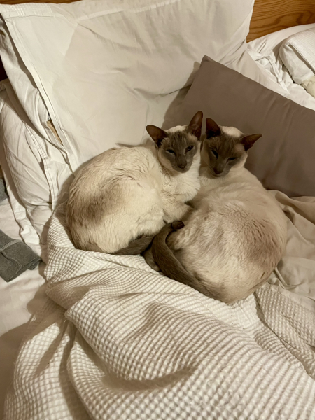 Thread 13 Starmer - facts are for lefties