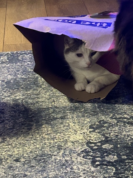 What perfectly ordinary places have you found your cat?